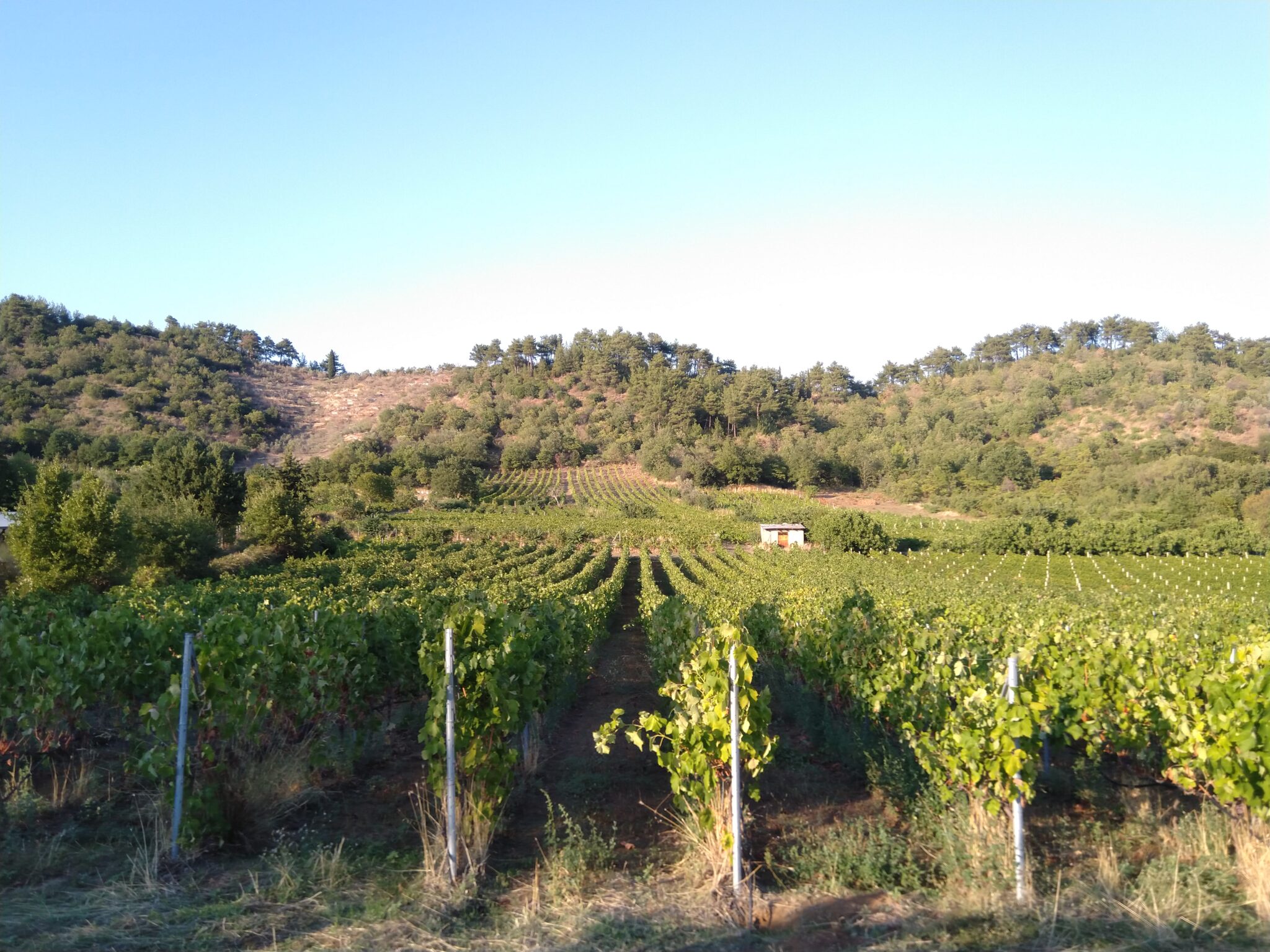 liapa winery4