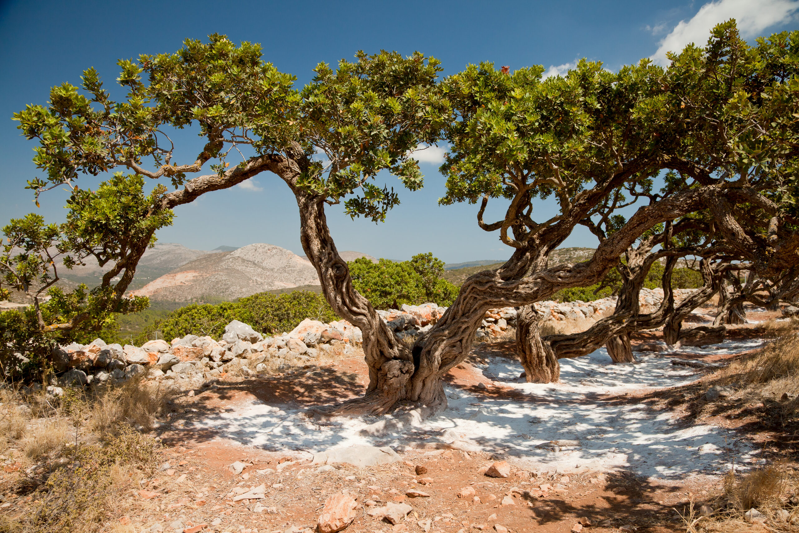 Μαστίχα: Το ευωδιαστό «δάκρυ» της Χίου | travel.gr