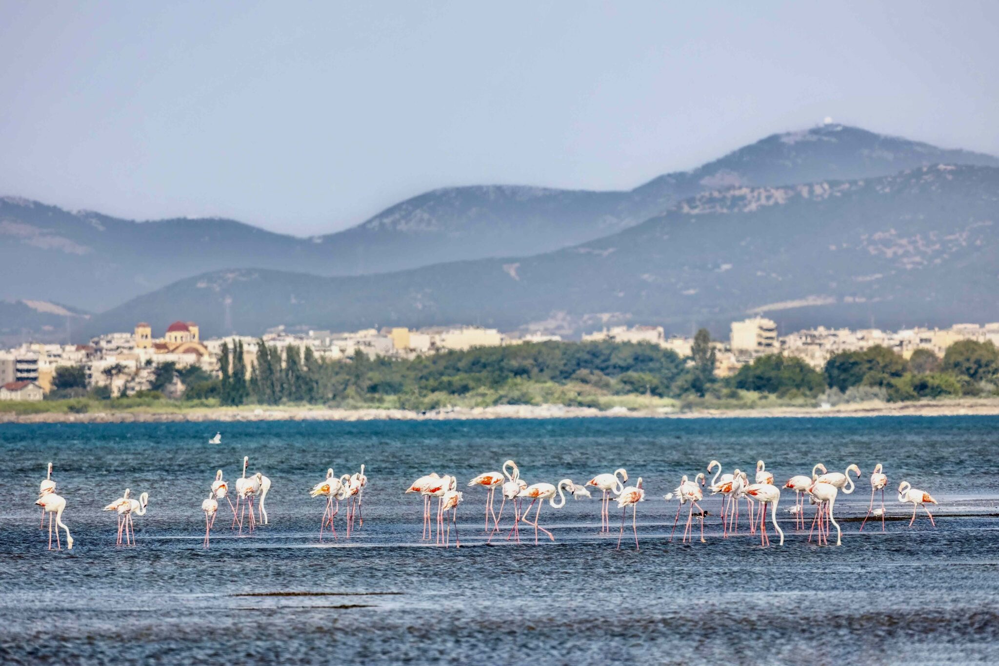 Alexandroupoli in November / Flamingo